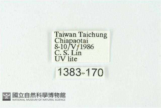 三色豔苔蛾藏品圖，第3張