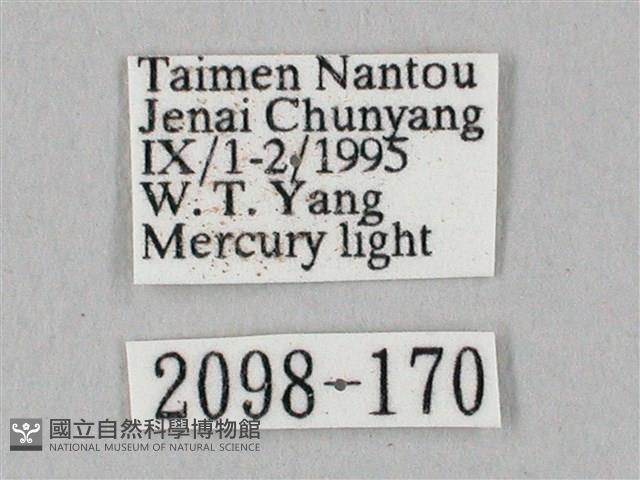 白點天蛾 藏品圖，第3張