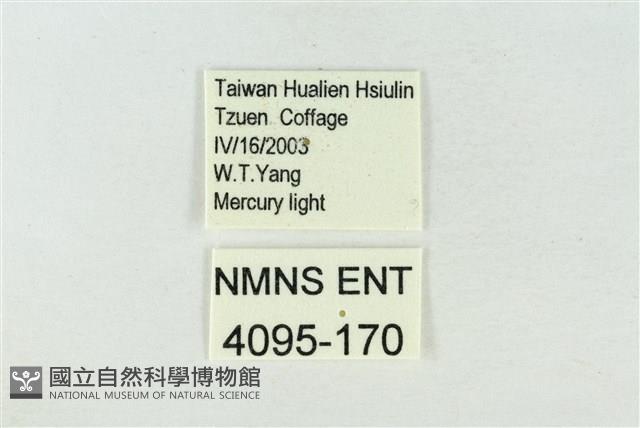 印華波紋蛾藏品圖，第3張