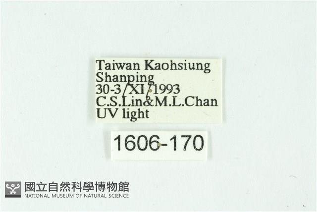 三條橙燈蛾藏品圖，第3張