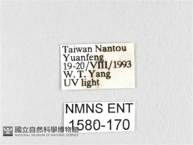 臺灣鋸紋枯葉蛾藏品圖，第3張