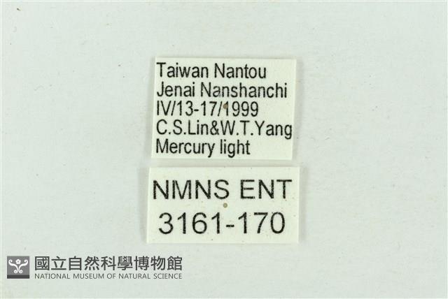 菊池污燈蛾藏品圖，第3張