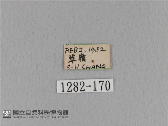 青枯葉蛾藏品圖，第3張