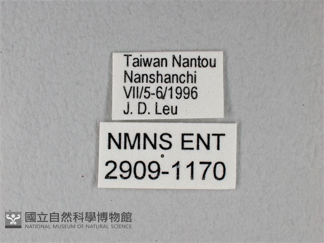 異粉蝶、雌白黃蝶藏品圖，第3張