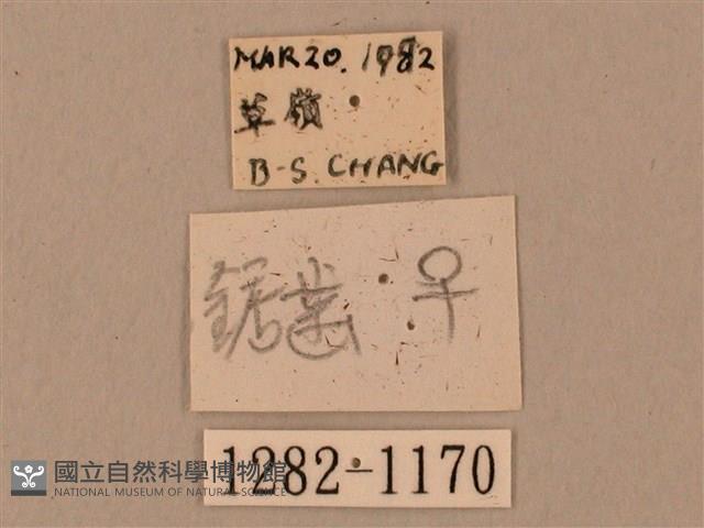 臺灣鋸翅天蛾藏品圖，第3張