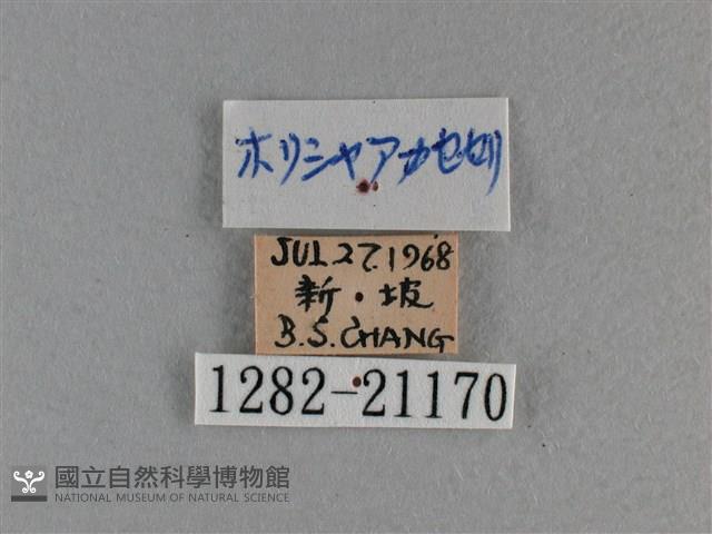 竹橙斑弄蝶藏品圖，第3張