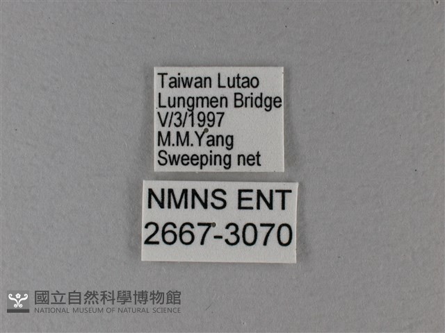 黑脈樺斑蝶藏品圖，第3張