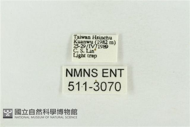 連珠波紋蛾藏品圖，第3張