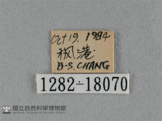細灰蝶藏品圖，第3張