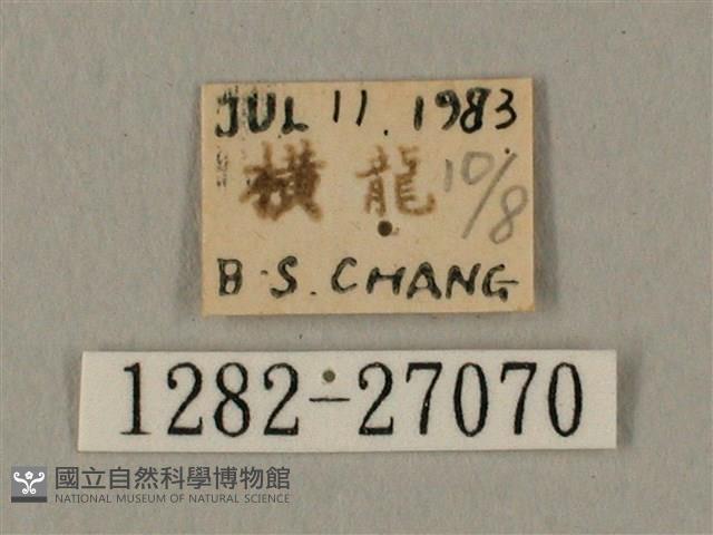 棕綠背線天蛾藏品圖，第3張