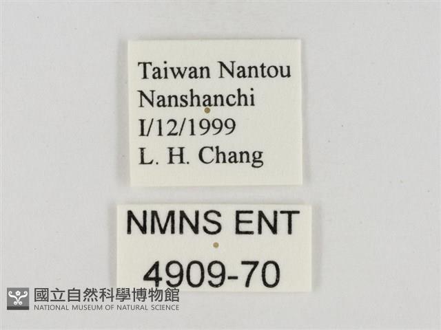 淡褐脈粉蝶藏品圖，第3張