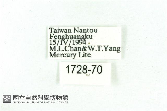 乳白斑燈蛾藏品圖，第3張