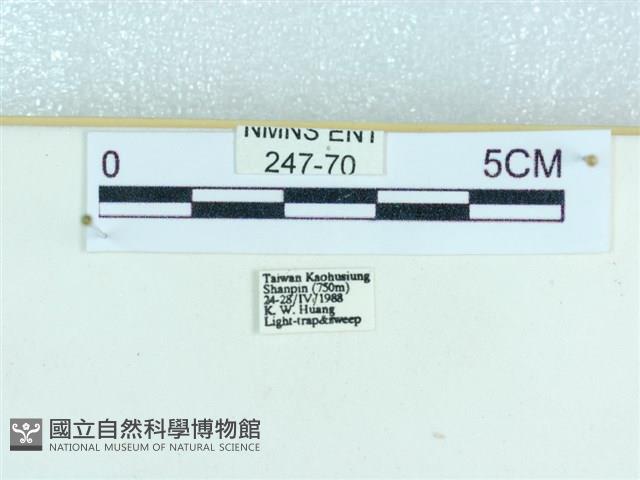 粉蝶燈蛾藏品圖，第3張