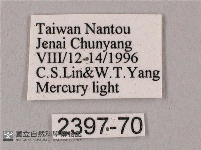 黑角六點天蛾藏品圖，第3張