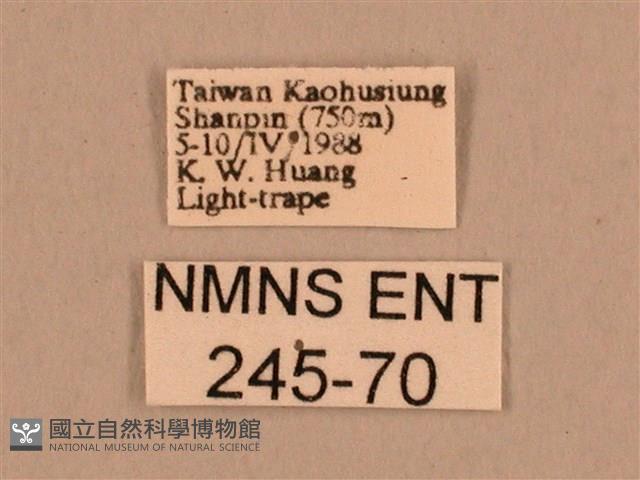 棕綠背線天蛾藏品圖，第3張