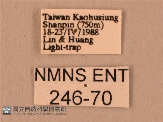 波紋豆天蛾藏品圖，第3張