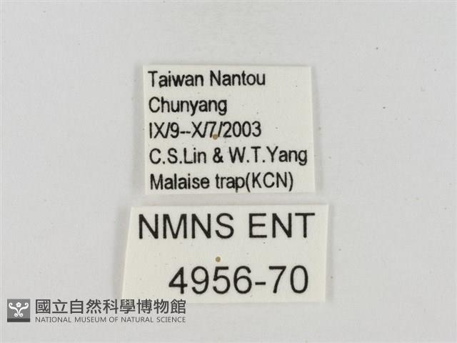 蓬萊黃斑弄蝶藏品圖，第3張