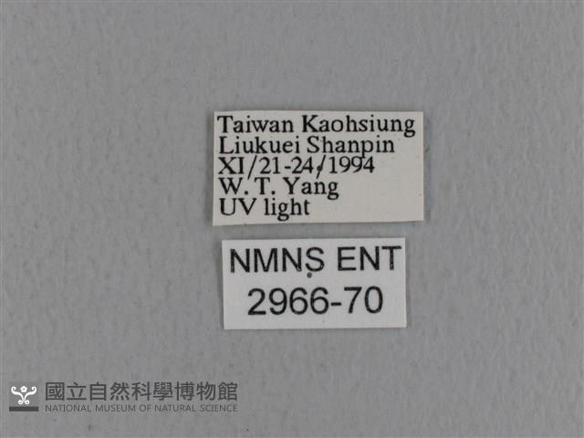 青枯葉蛾藏品圖，第3張