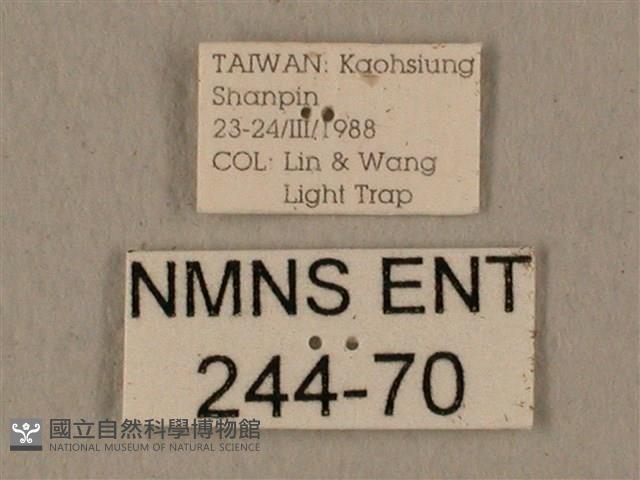 全緣缺角天蛾藏品圖，第3張