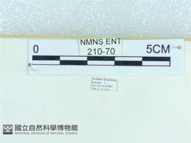 粉蝶燈蛾藏品圖，第3張