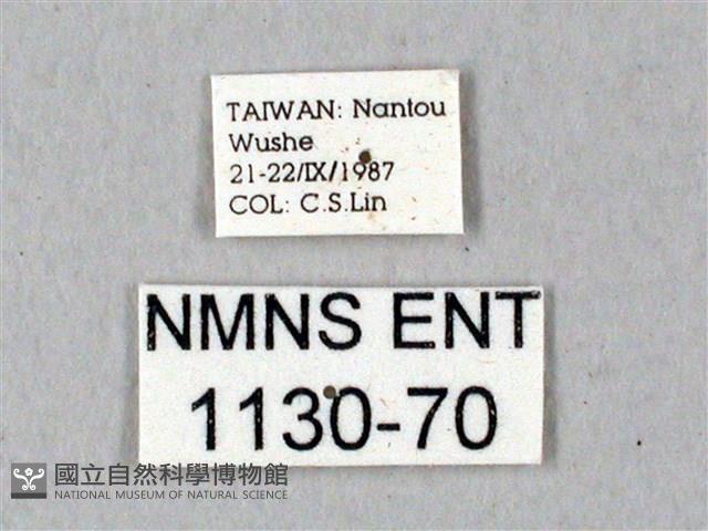 鬼臉天蛾藏品圖，第3張