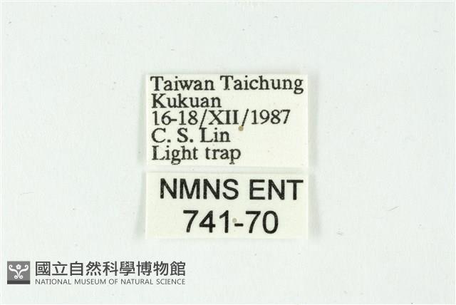 白斑散紋夜蛾藏品圖，第3張
