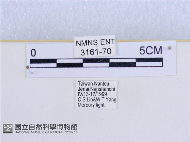 巨網燈蛾藏品圖，第3張