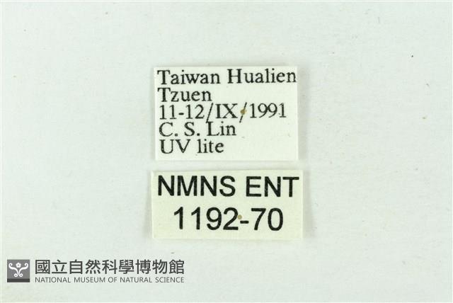 臺雪苔蛾藏品圖，第3張