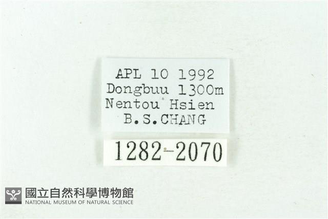 臺雪苔蛾藏品圖，第3張