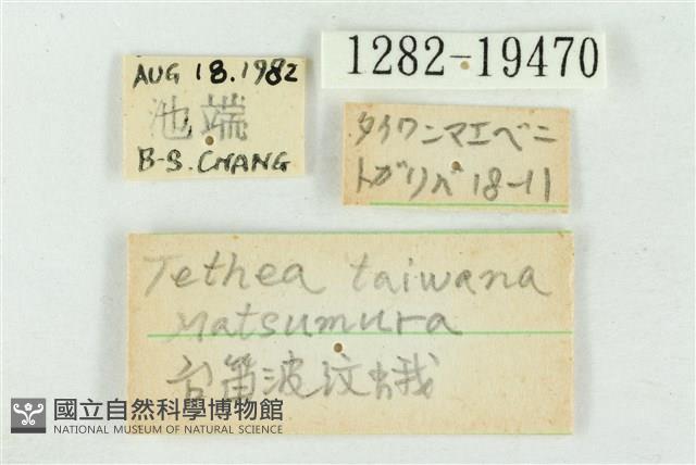 臺洒波紋蛾藏品圖，第3張