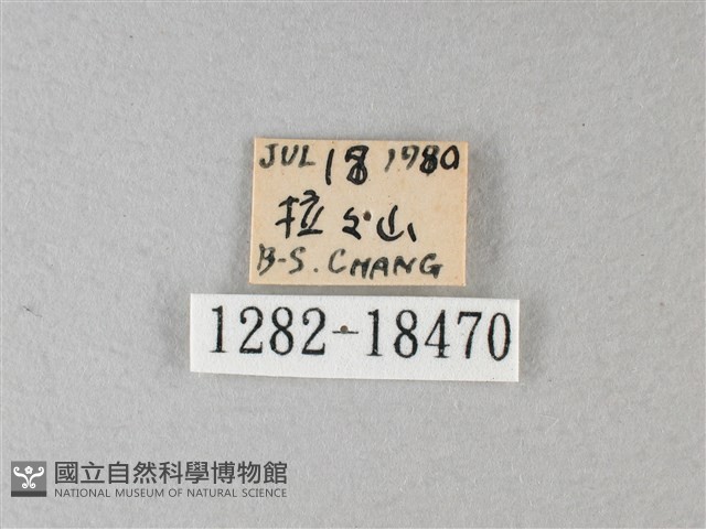 殘眉線蛺蝶藏品圖，第3張