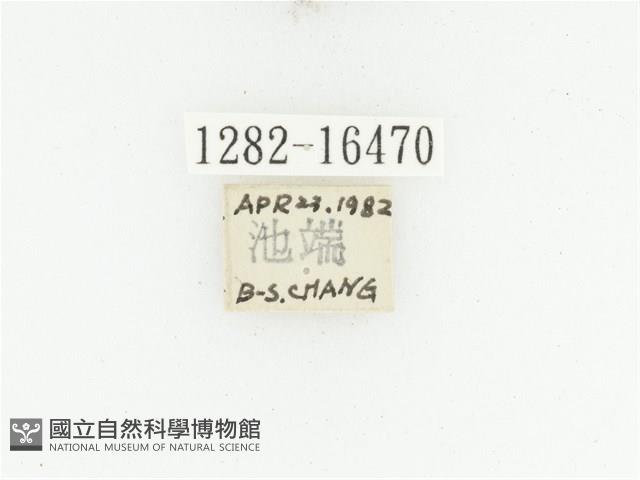 黑斑陷紋金龜藏品圖，第2張