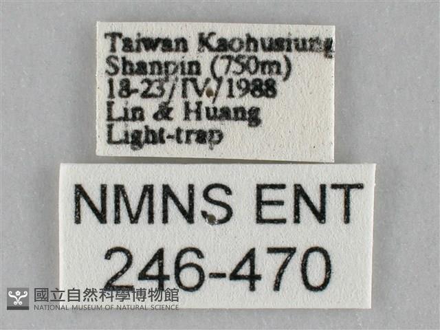 斜紋夜盜蛾藏品圖，第3張