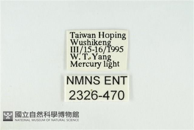 寬紋黃毒蛾藏品圖，第3張