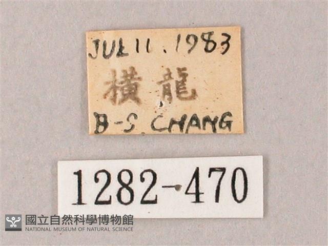 臺灣白肩天蛾藏品圖，第3張