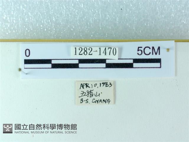 粉蝶燈蛾藏品圖，第3張