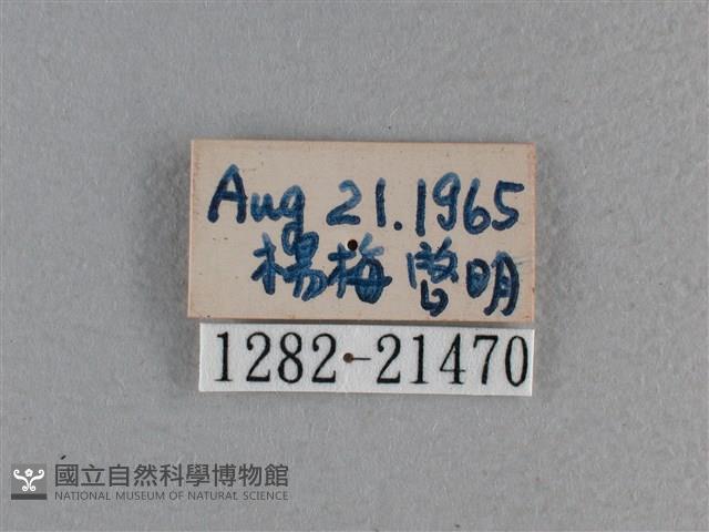 尖翅褐弄蝶藏品圖，第3張