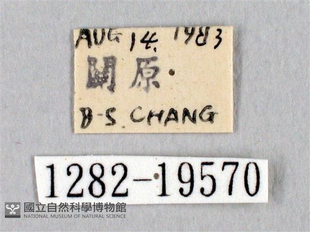 阿里山絨帶蛾藏品圖，第3張