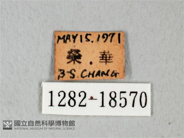 緣點白粉蝶藏品圖，第3張