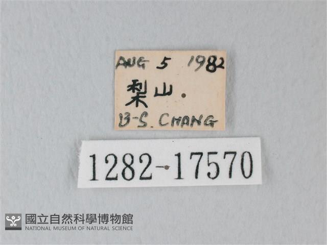 流星絹粉蝶藏品圖，第3張