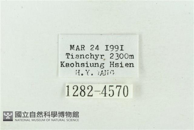 臺美波紋蛾藏品圖，第3張