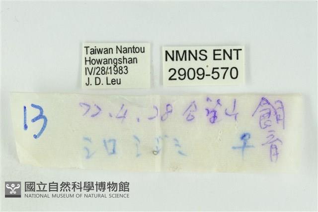 朗灰蝶藏品圖，第3張