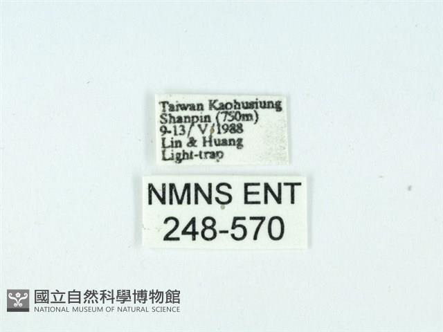 長腳大織蛾藏品圖，第3張