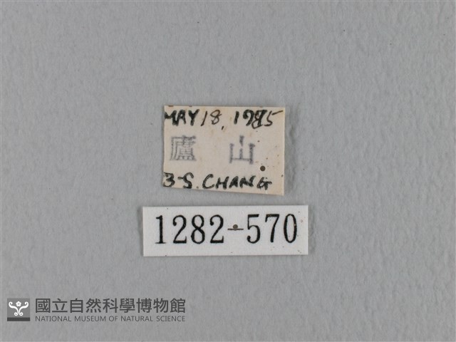 鋸緣枯葉蛾藏品圖，第3張