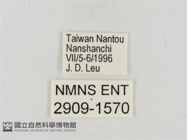 淡褐脈粉蝶藏品圖，第3張