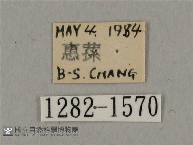 廣東鷹翅天蛾藏品圖，第3張