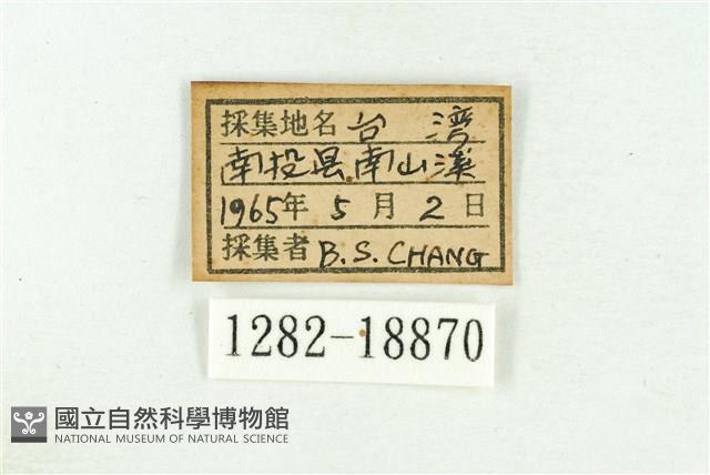 三斑虎灰蝶藏品圖，第3張