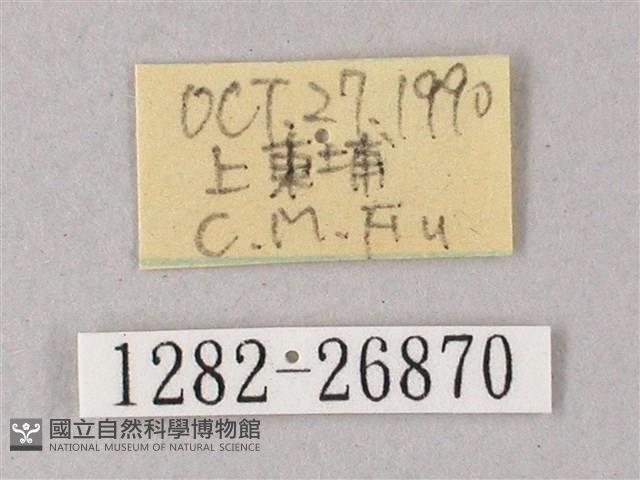 藏斜紋天蛾藏品圖，第3張