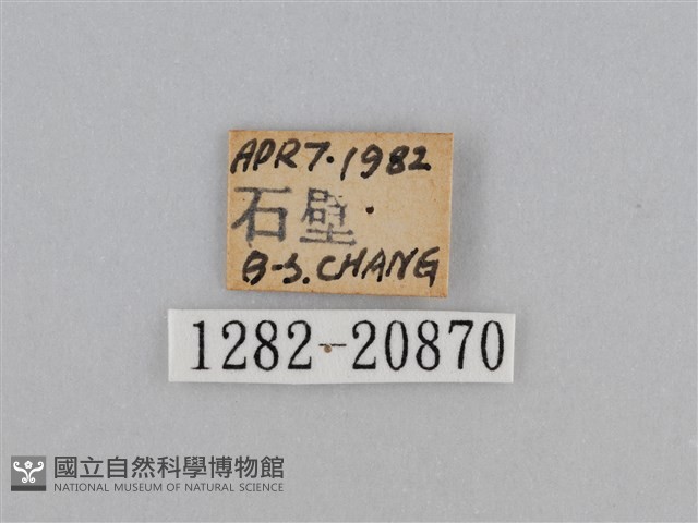 紫帶眉眼蝶藏品圖，第3張