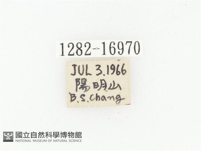 橫斑黑花金龜藏品圖，第2張